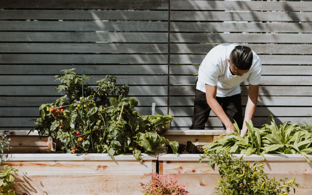 Ferme urbaine à Renens : Légumes Perchés fête ses 6 ans sur les toits de MixCity